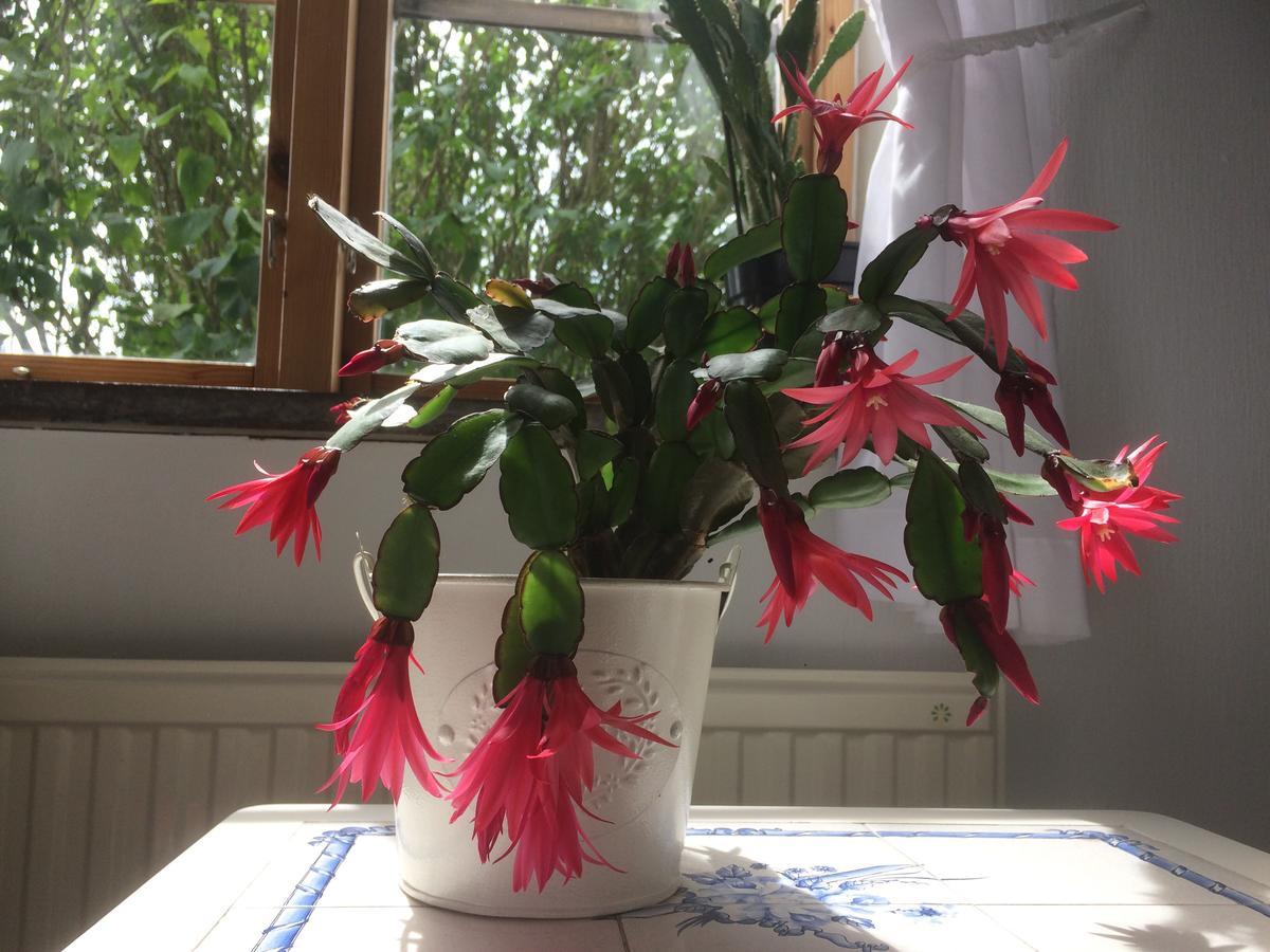 Garden Mellan Slotten Svarte Экстерьер фото